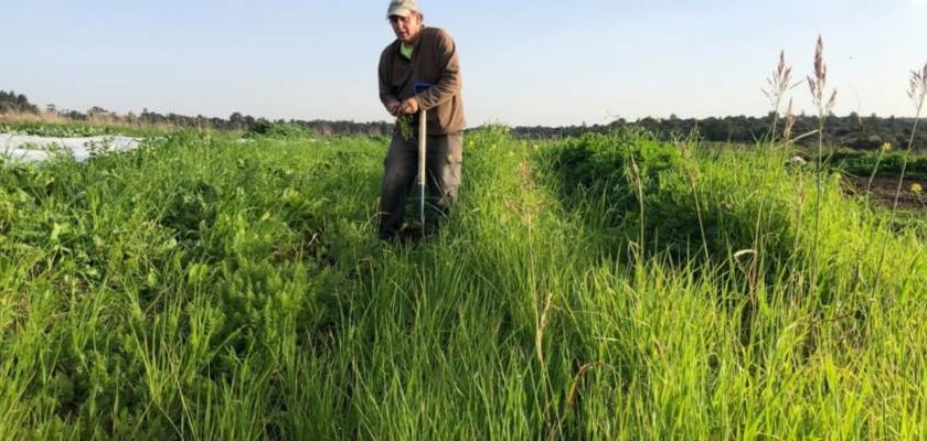 Ben Rosenberg deixará sua fazenda orgânica descansar durante o ano sabático. (Fazenda do Ben)