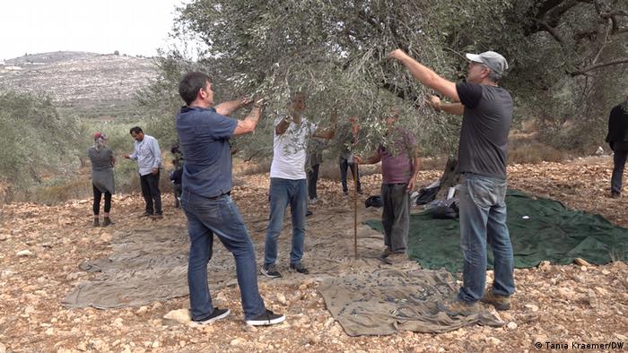 Durante a temporada de colheita da azeitona, voluntários da ONG israelense Rabbis for Human Rights passam tempo com famílias palestinas e ajudam a colher azeitonas
