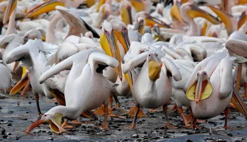 Foto: Pelicanos comem na costa israelense. Fonte: Twitter @CRCiencia