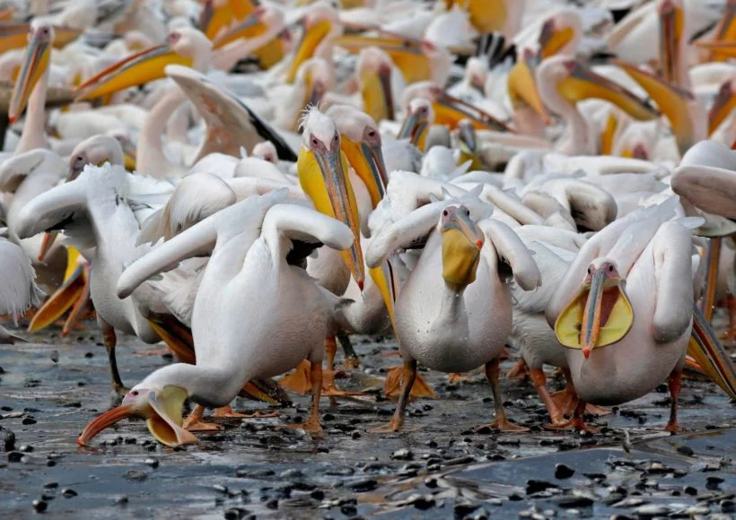 Foto: Pelicanos comem na costa israelense. Fonte: Twitter @CRCiencia