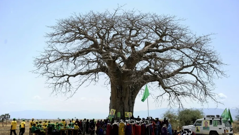 Massai se reúne sob um baobá em Oltukai, Tanzânia, em 26 de outubro de 2010. (Tony KARUMBA | AFP | Arquivos)