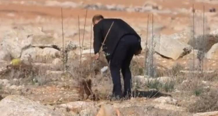 Árabe palestino destrói oliveiras perto da comunidade de Avigayil na Judéia. (Captura de tela)