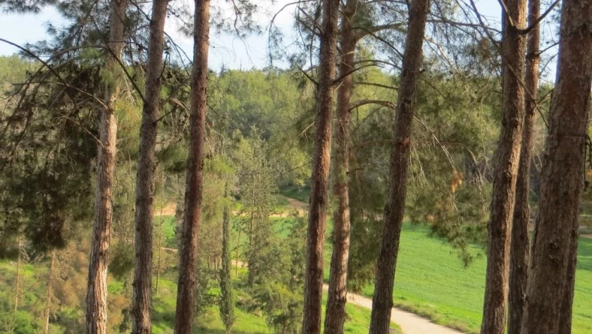 Bosque Ben Shemen en Israel. Foto: Wikimedia Commons