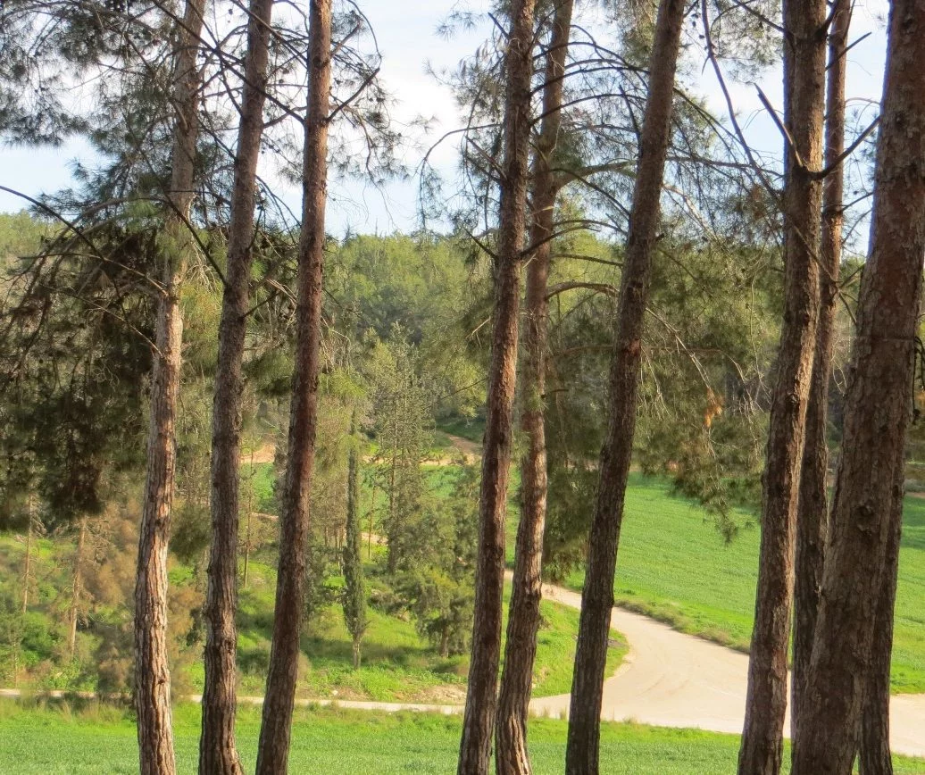 Bosque Ben Shemen en Israel. Foto: Wikimedia Commons