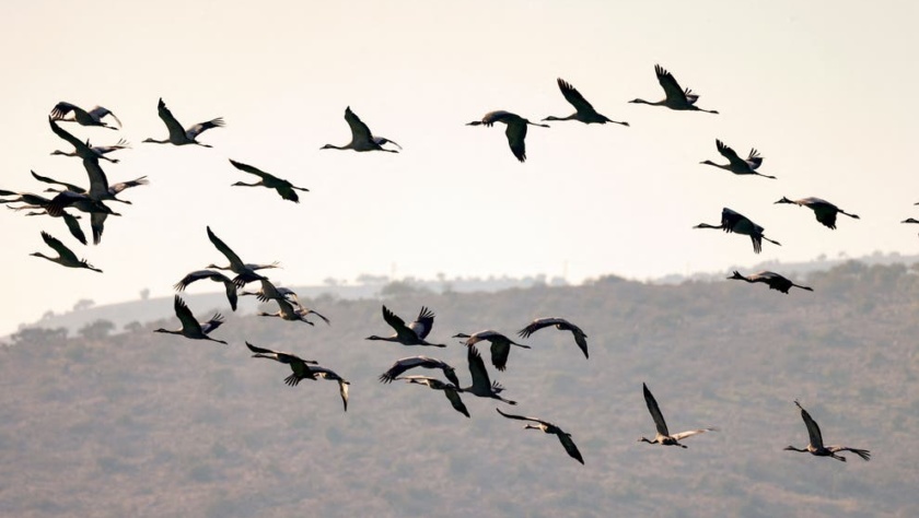 Grey Cranes sobrevoam o vale de Hula, no norte de Israel, um ponto importante em seu caminho migratório em direção à África, em 26 de dezembro de 2021