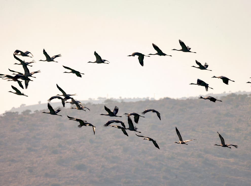 Grey Cranes sobrevoam o vale de Hula, no norte de Israel, um ponto importante em seu caminho migratório em direção à África, em 26 de dezembro de 2021